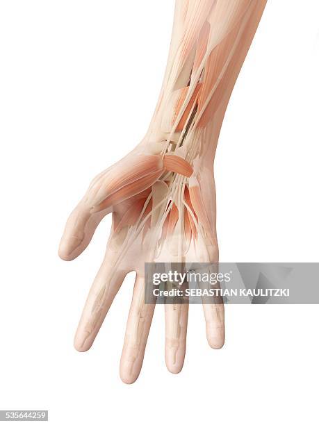 human hand muscles, illustration - wrist anatomy stock illustrations