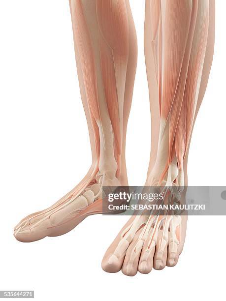 Two Toes 1,585 Toes Anatomy Stock Photos, High-Res Pictures, and Images - Getty ...