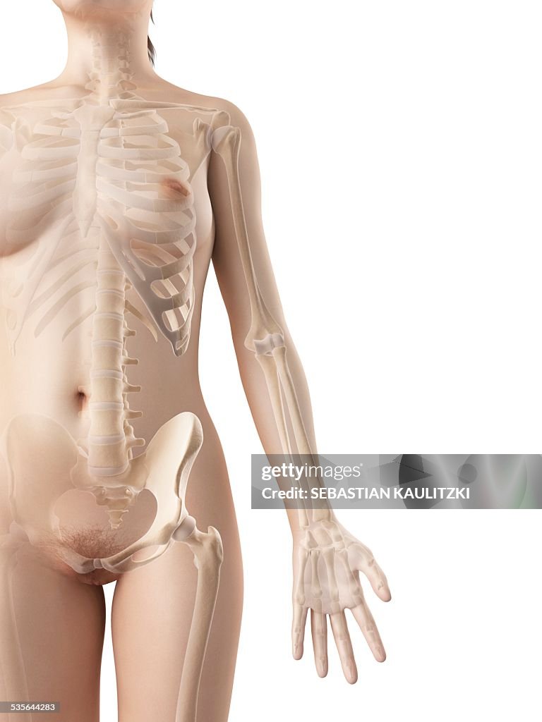 Human arm bones, illustration