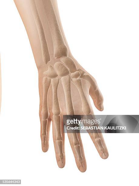 human hand bones, illustration - wrist stock illustrations
