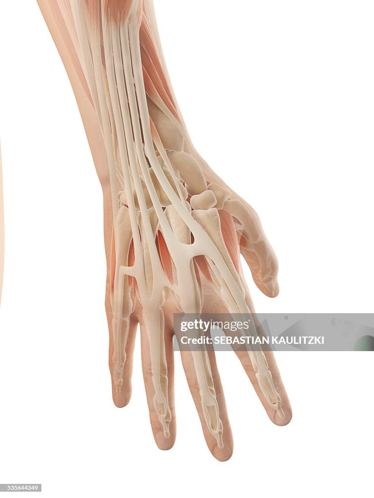 Human Hand Anatomy Illustration High Biology Diagrams