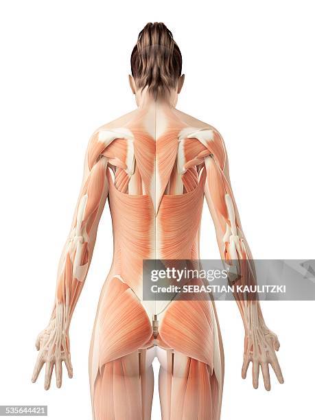 Human Body Backside 5,680 Human Back Anatomy Stock Photos, High-Res Pictures, and Images ...