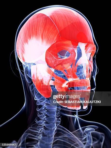 Bibble Mucles 522 Facial Muscles Anatomy Stock Photos, High-Res Pictures, and Images ...
