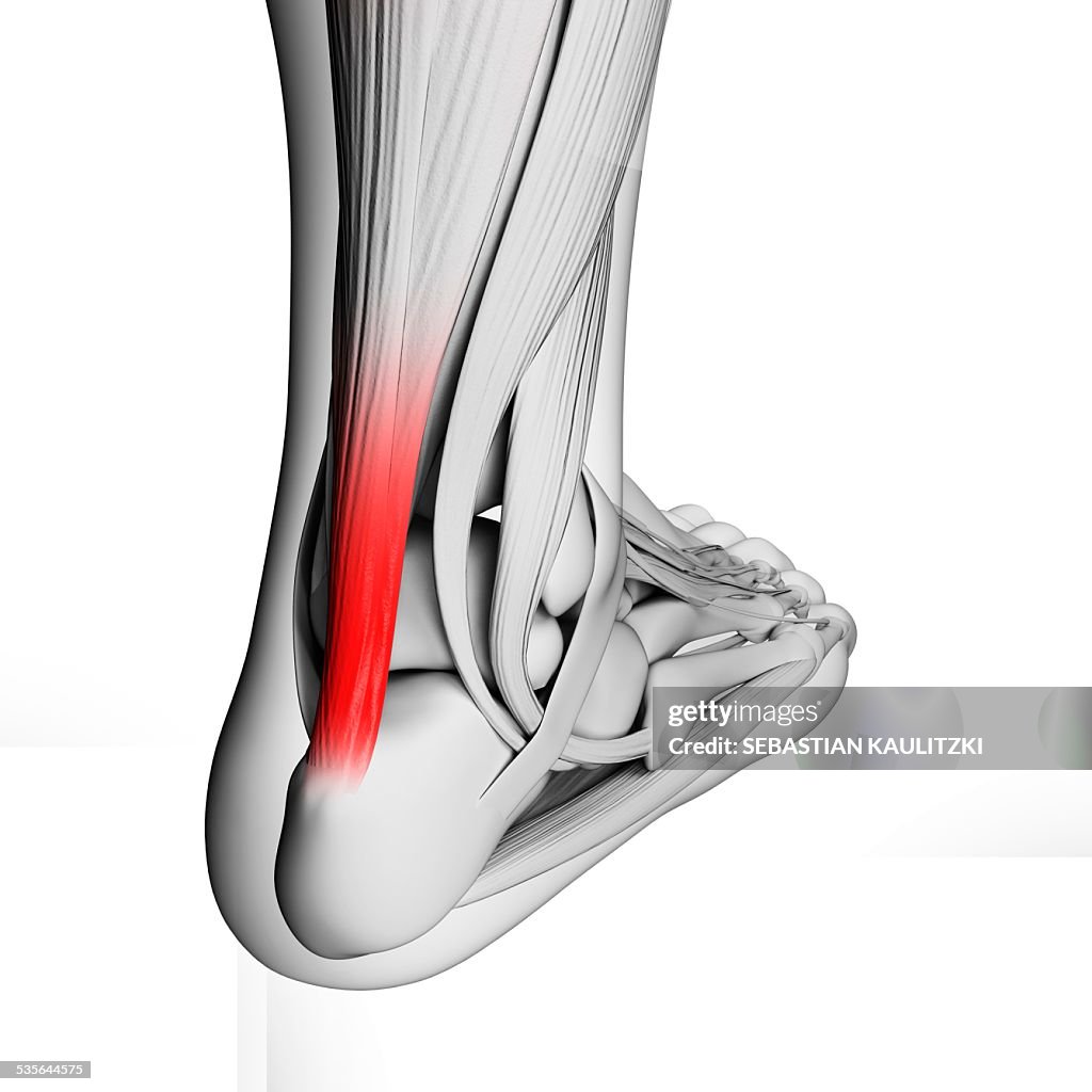 Achilles tendon, illustration