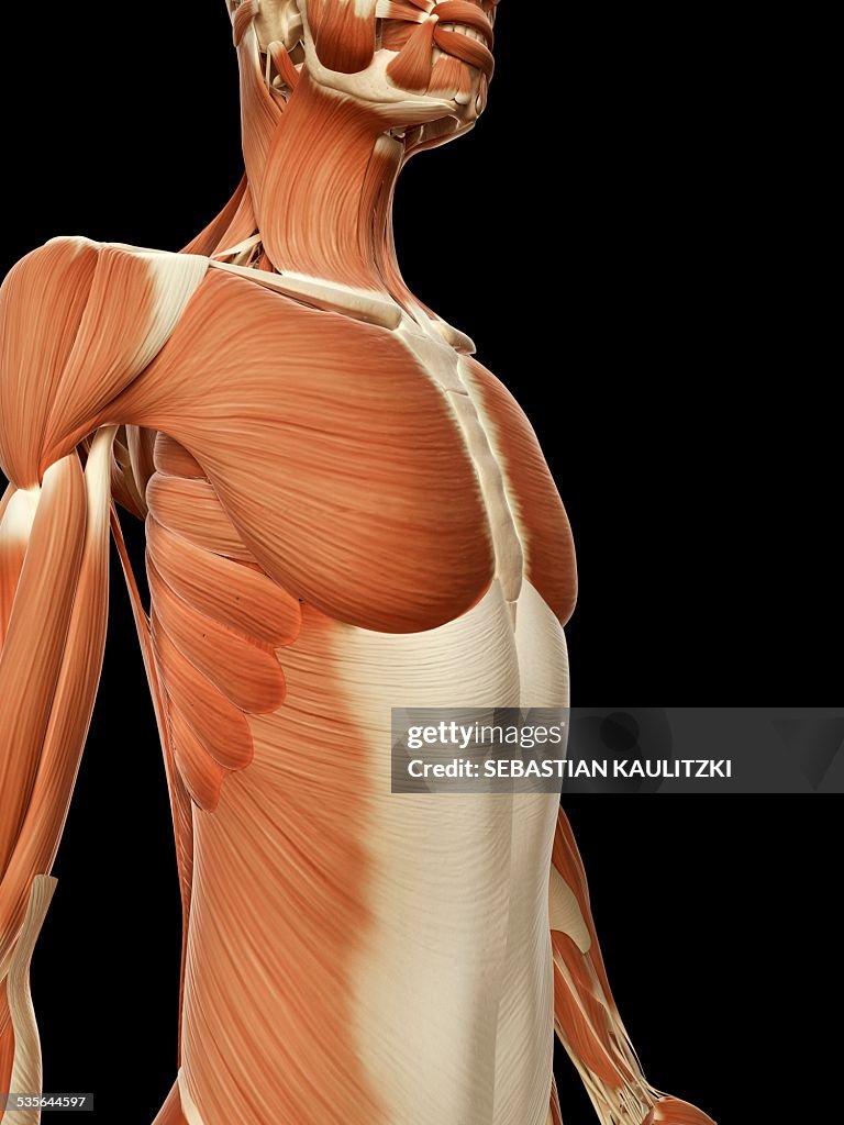Human chest muscles, illustration