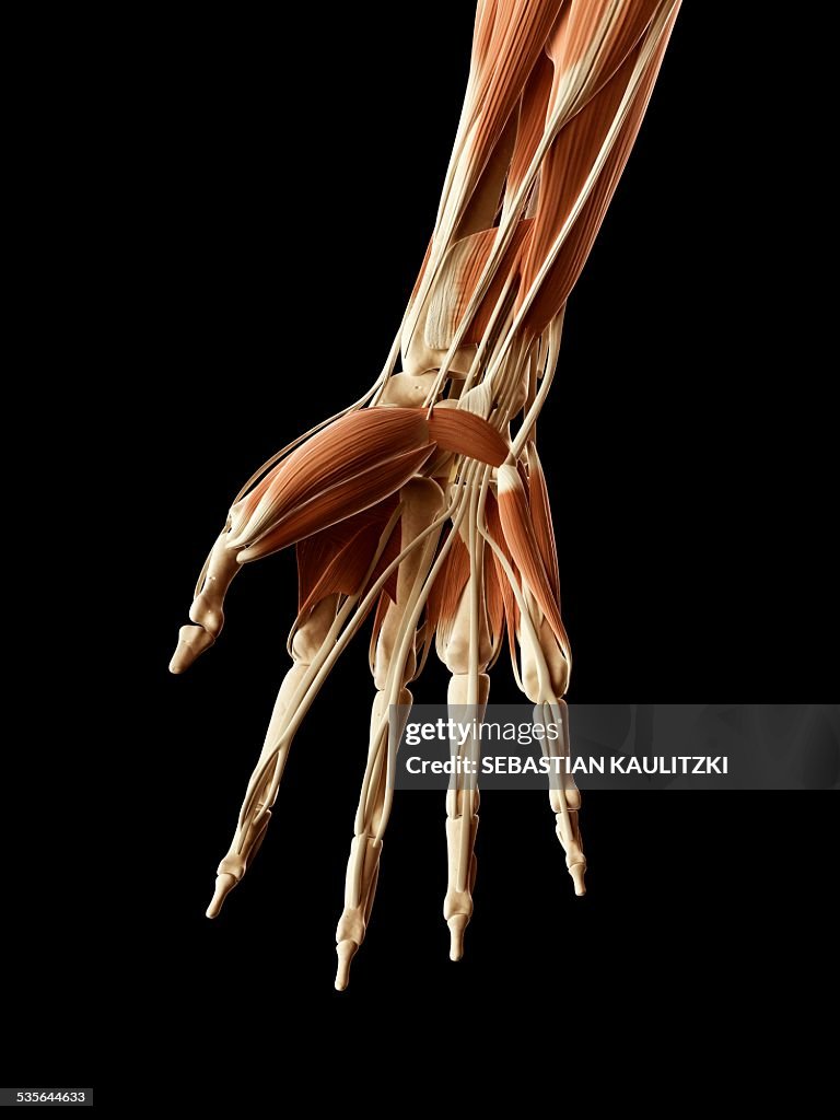 Hand Muscles Colored Human Hand Muscles Illustration High-Res Vector Graphic - Getty Images