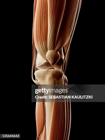 Human Leg Muscles Illustration High Biology Diagrams