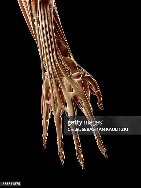 Hanmd Human Hand Anatomy Illustration High-Res Vector Graphic - Getty Images