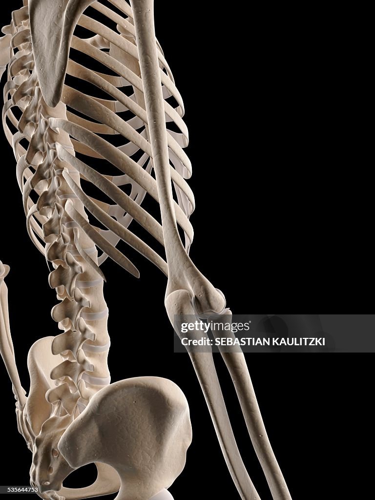 Human skeletal system, illustration