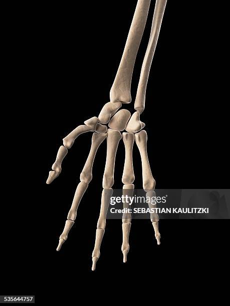 human hand bones, illustration - metacarpal stock illustrations