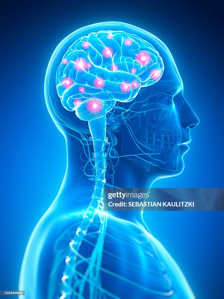 Human Brain Activity Illustration High-Res Vector Graphic - Getty Images