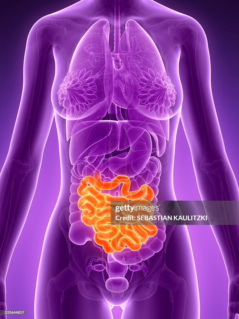 Anatomy of female intestine, illustration