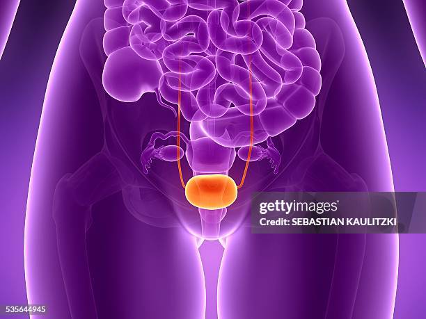 anatomy of human bladder, illustration - bladder stock-grafiken, -clipart, -cartoons und -symbole