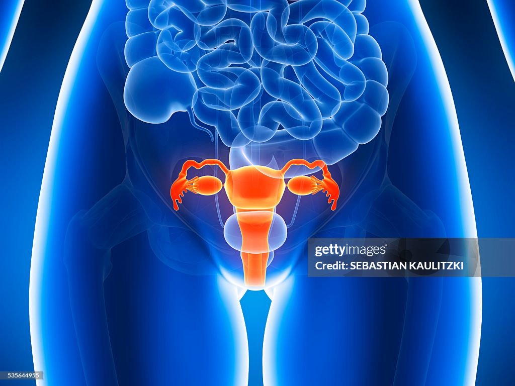 Anatomy of human uterus, illustration