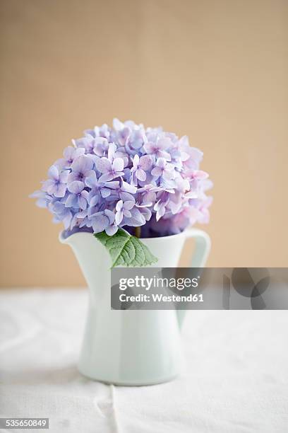 jar with blossom of purple hydrangea - purple hydrangea stock pictures, royalty-free photos & images