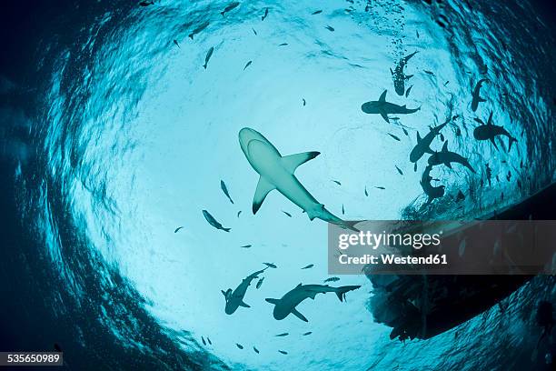 oceania, micronesia, yap, grey reef sharks, carcharhinus amblyrhynchos, upward view with boat - mikronesien stock-fotos und bilder