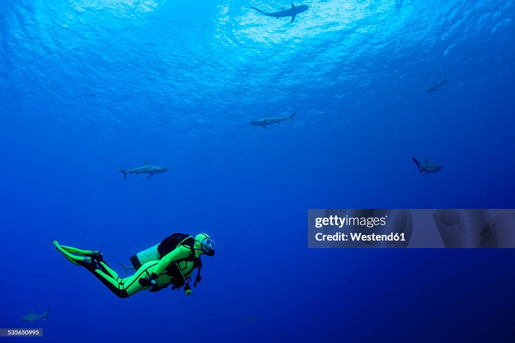 Oceania, Micronesia, Yap, Diver with grey reef sharks, Carcharhinus amblyrhynchos