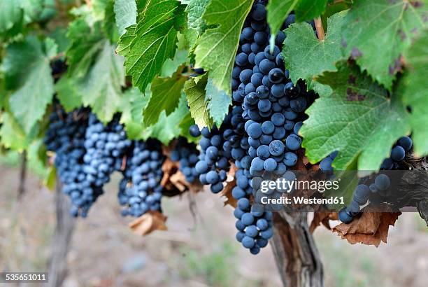 argentina, mendoza province, maipu, grape variety malbec vine - grapes on vine stockfoto's en -beelden