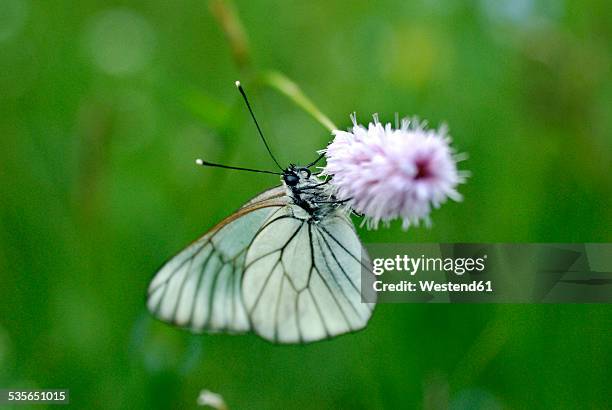 austria, styrmark, black-veined white, aporia crataegi, on bistort, polygonum bistorta - groot geaderd witje stockfoto's en -beelden