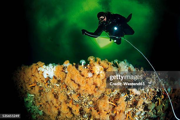 russia, arctic circle dive centre, polar circle, ice diver with sea anemone - arctic ocean stockfoto's en -beelden