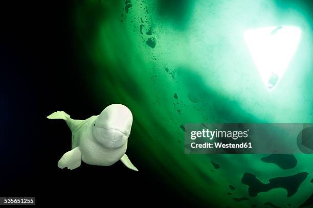 russia, arctic circle dive centre, polar circle, beluga whale - beluga whale arctic stock pictures, royalty-free photos & images