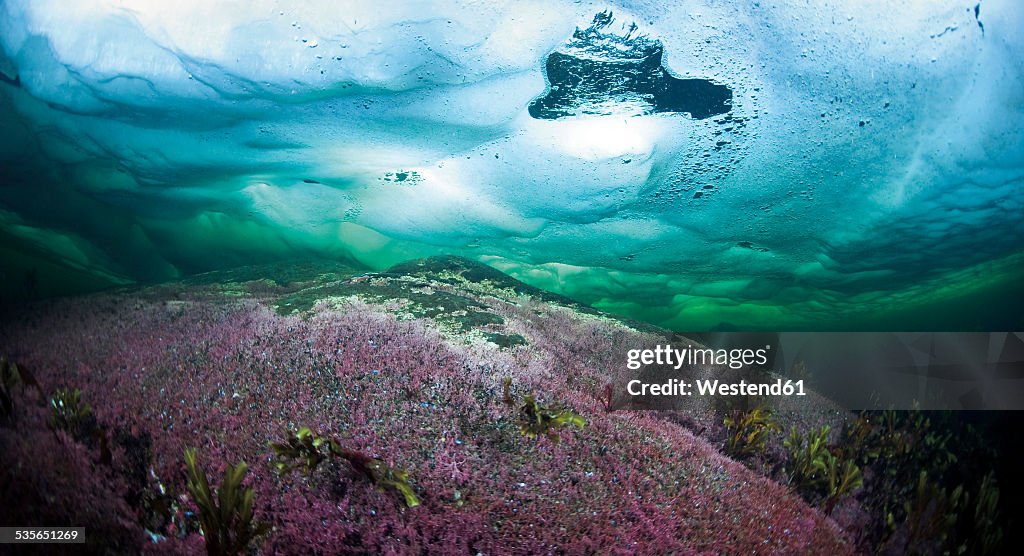 Russia, Arctic Circle Dive Centre, polar circle, algae under water
