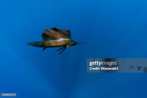 mexico, yucatan, isla mujeres, caribbean sea, indo-pacific sailfish, istiophorus albicans - marlin ストックフォトと画像