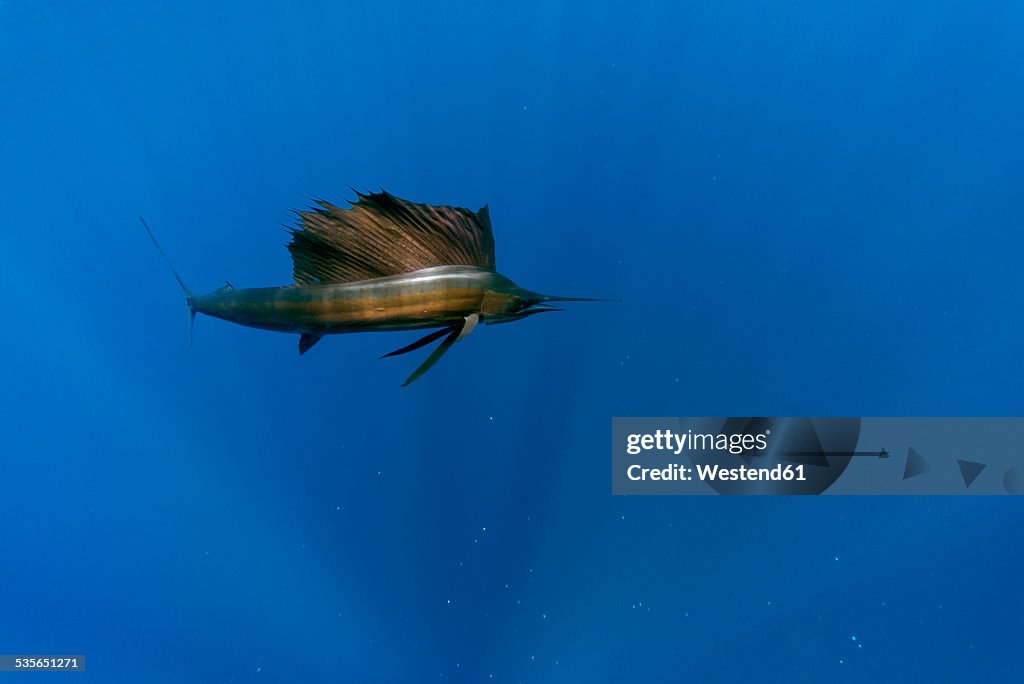 Mexico, Yucatan, Isla Mujeres, Caribbean Sea, Indo-Pacific sailfish, Istiophorus albicans