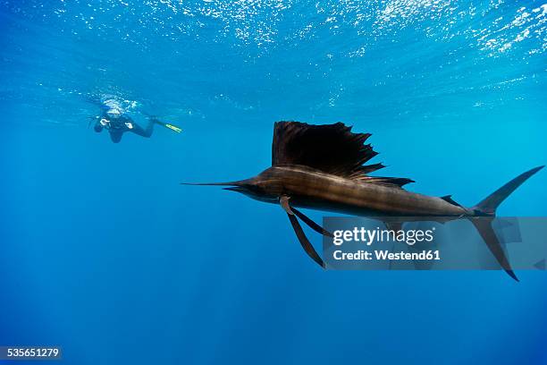 mexico, yucatan, isla mujeres, caribbean sea, indo-pacific sailfish, istiophorus platypterus, and diver - segelfische stock-fotos und bilder