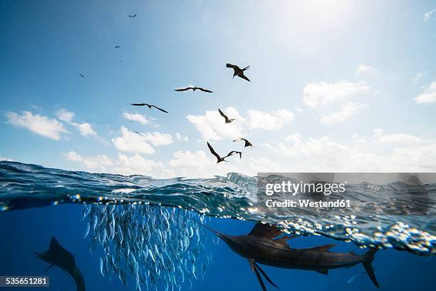 mexico, yucatan, isla mujeres, caribbean sea, indo-pacific sailfishes, istiophorus platypterus, hunting sardines, sardina pilchardus, frigate birds - pacific ocean imagens e fotografias de stock