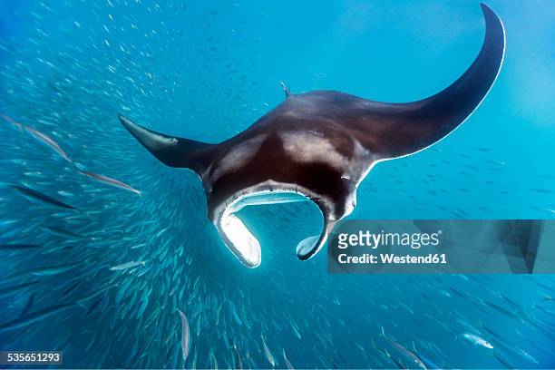 mexico, yucatan, isla mujeres, caribbean sea, giant manta ray, manta, eating plankton - dasiatide foto e immagini stock