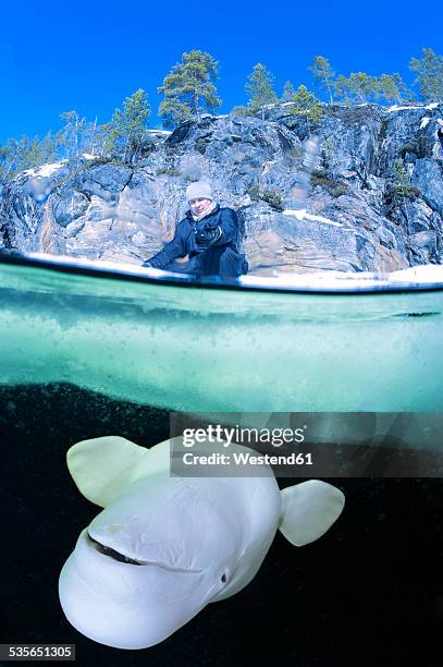 russia, arctic circle dive centre, polar circle, man and beluga whale - beluga whale arctic stock pictures, royalty-free photos & images