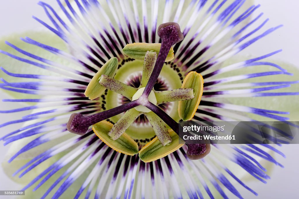 Part of passion flower, Passiflora