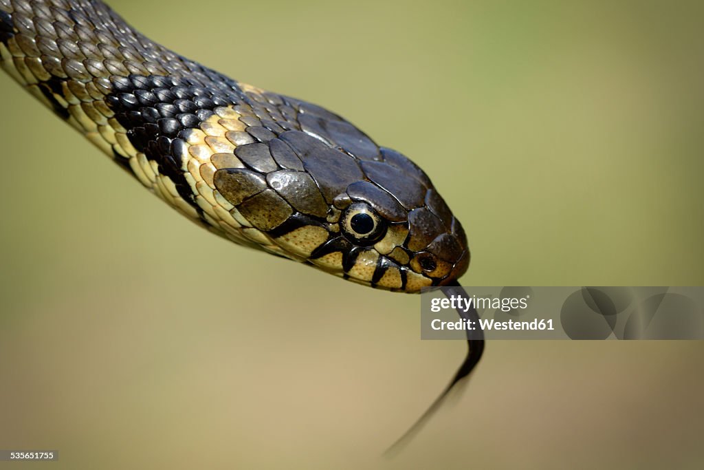 Portrait of a grass snake, Natrix Natrix, close-up