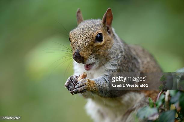 grey squirrel, sciurus carolinensis, eating a nut - gray squirrel foto e immagini stock