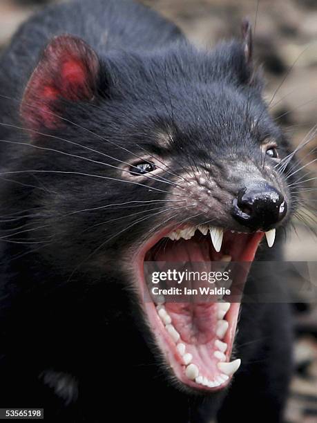 Tasmanian Devil bears it's teeth at a quarantine facility August 31, 2005 in Hobart, Australia. The Devil, a native marsupial unique to Tasmania, is...