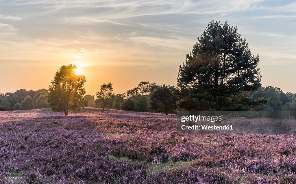 Germany, Lower Saxony, Heath district, Lueneburg Heath in the evening light