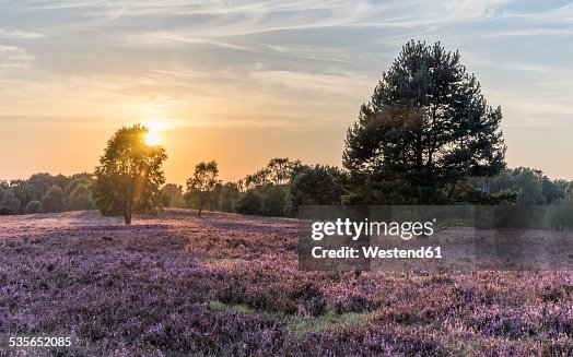 Germany, Lower Saxony, Heath district, Lueneburg Heath in the evening light Germany, Lower Saxony, Heath district, Lueneburg Heath in the evening light