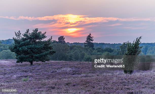 germany, lower saxony, heath district, lueneburg heath at sunset - luneburger heath stock pictures, royalty-free photos & images