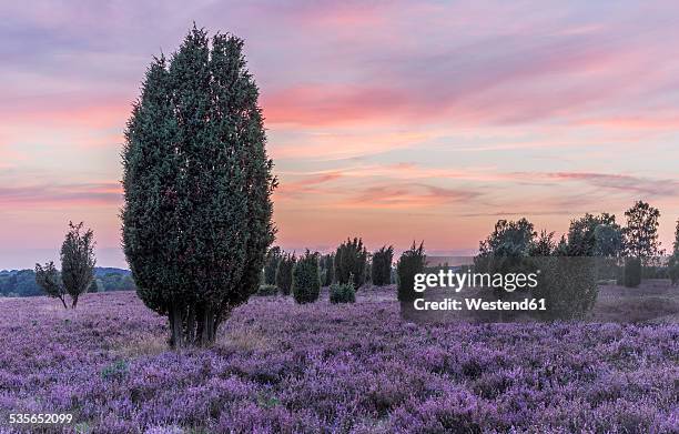 germany, lower saxony, heath district, lueneburg heath after sunset - lüneburger heide stock-fotos und bilder