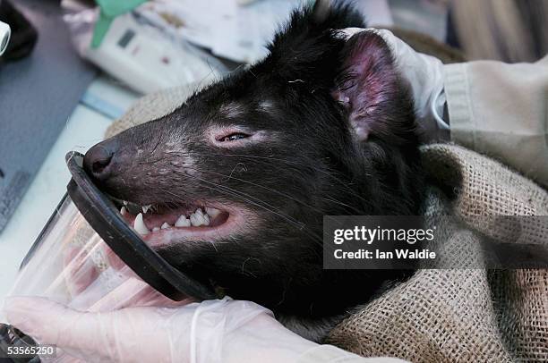 Tasmanian Devil is anaesthetised at a quarantine facility August 31, 2005 in Hobart, Australia. The Devil, a native marsupial unique to Tasmania, is...