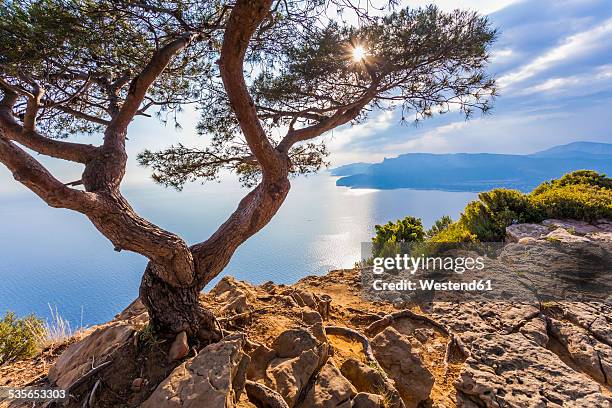 france, provence-alpes-cote d'azur, bouches-du-rhone, mediterranean coast, near la ciotat and cassis, corniche des cretes, tree against the sun - la ciotat stock pictures, royalty-free photos & images