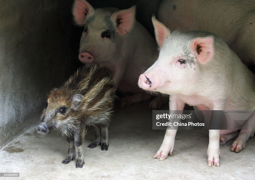 Government-approved Team Hunts Wild Boars In Lantian County