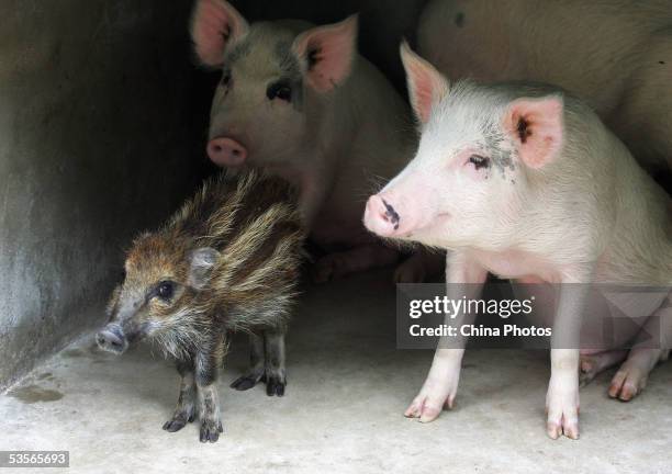 Stray wild boar cub captured by farmers is shut in a hogpen with pigs on August 29, 2005 in Lantian County of Shaanxi Province, China. The number of...