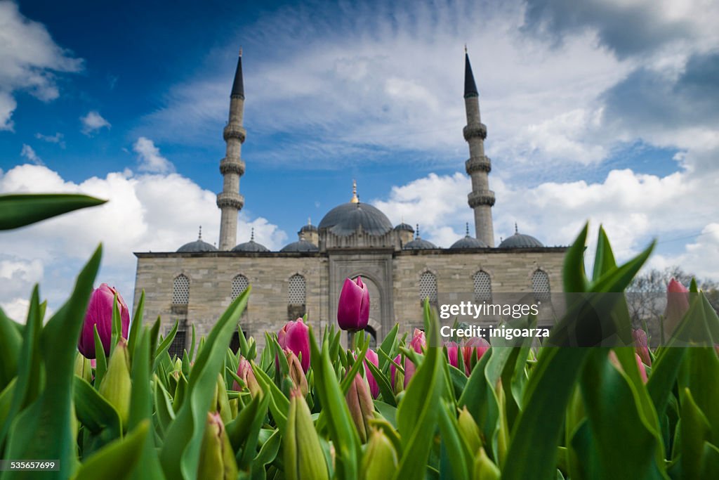 Turkey, Istanbul, Tulips in front of Yeni cami mosque