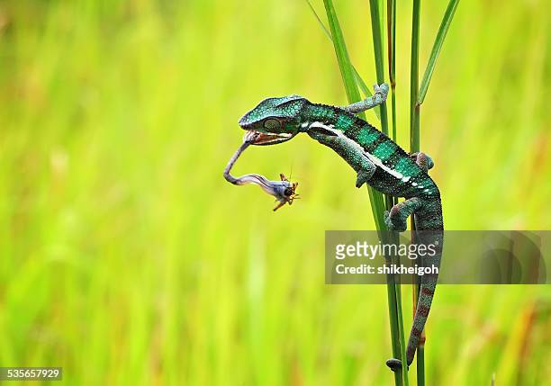 chameleon hunting an insect, batam city, riau islands, indonesia - chameleon tongue ストックフォトと画像