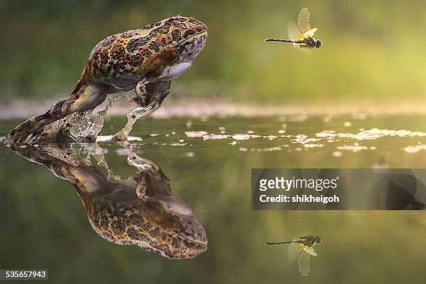 frog chasing damselfly, indonesia - seguir actividad móvil general fotografías e imágenes de stock