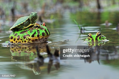 Toad With Turtle Shell Turtle Sitting On Toad Indonesia High-Res Stock Photo - Getty Images