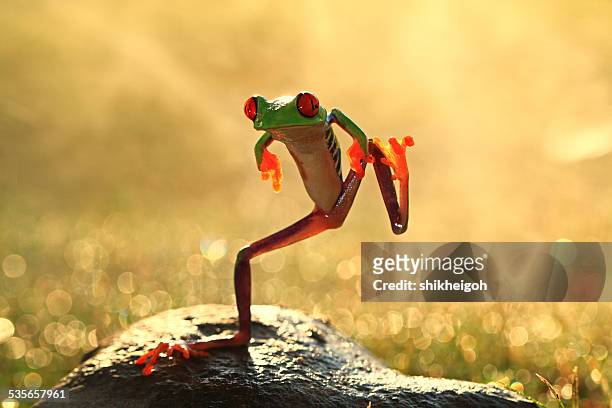 dancing frog, batam city, riau islands, indonesia - animals funny stockfoto's en -beelden