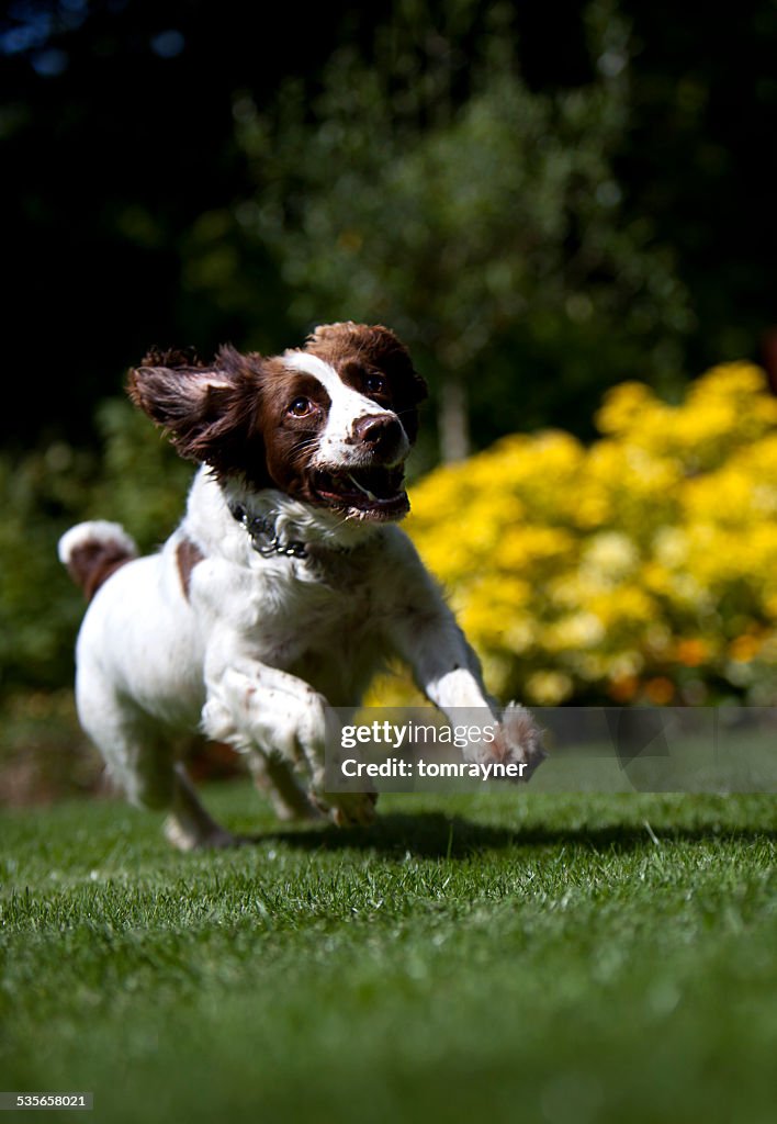 Springer spaniel running in garden